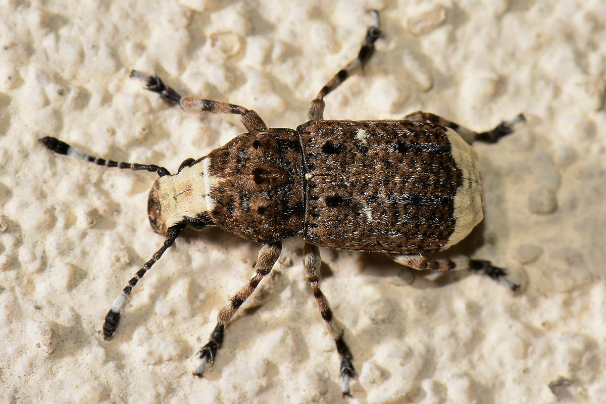 Anthribidae: Platystomos albinus?  S, femmina